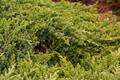 Juniperus procumbens Bonin Isles IMG_9450 Jałowiec rozesłany